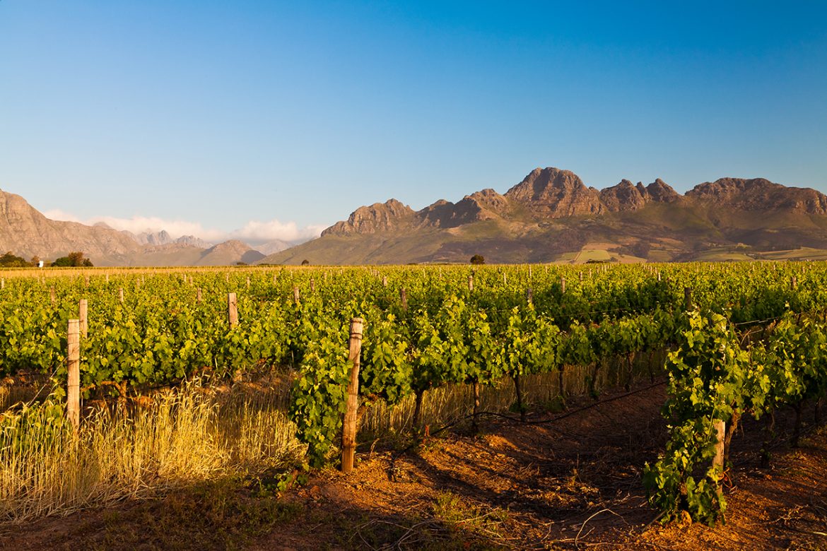 Winemaking Is An Art